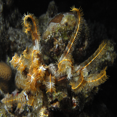 Crinoid2