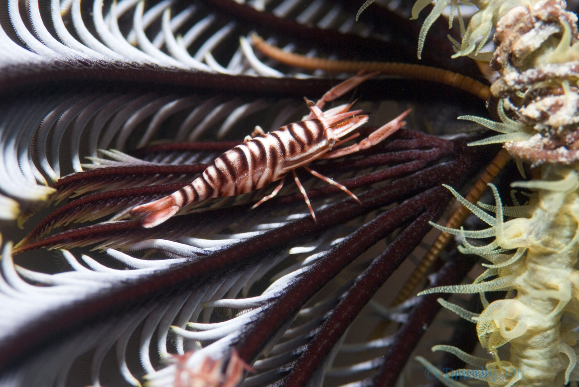 crinoid_commensal_shrimp