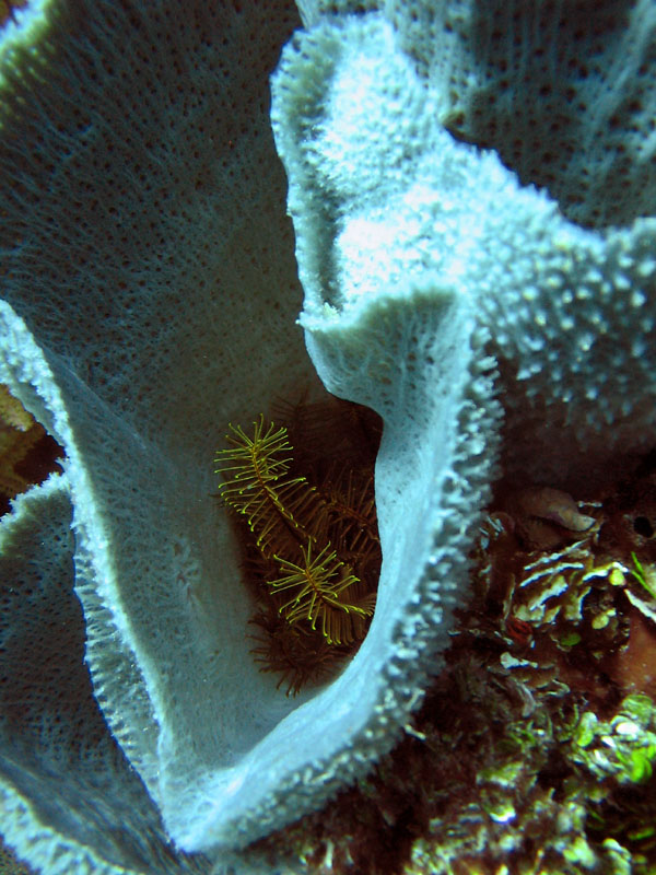 Crinoid_in_Sponge_sm