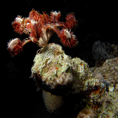 Crinoid_on_coral_outcrop