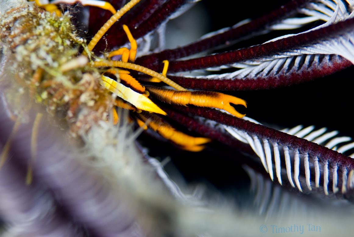 crinoid_squat_lobster