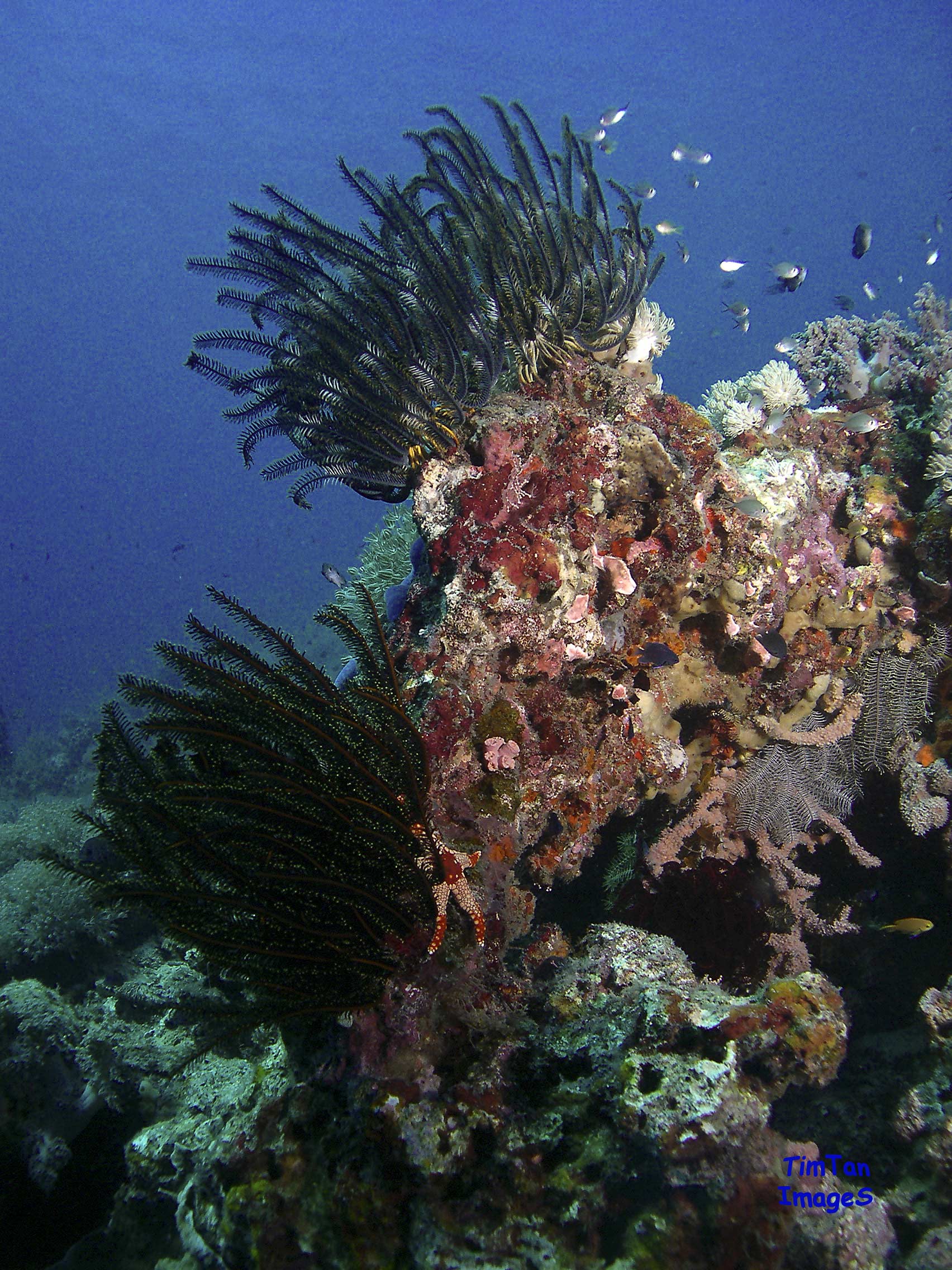 crinoids-and-a-brittle-star