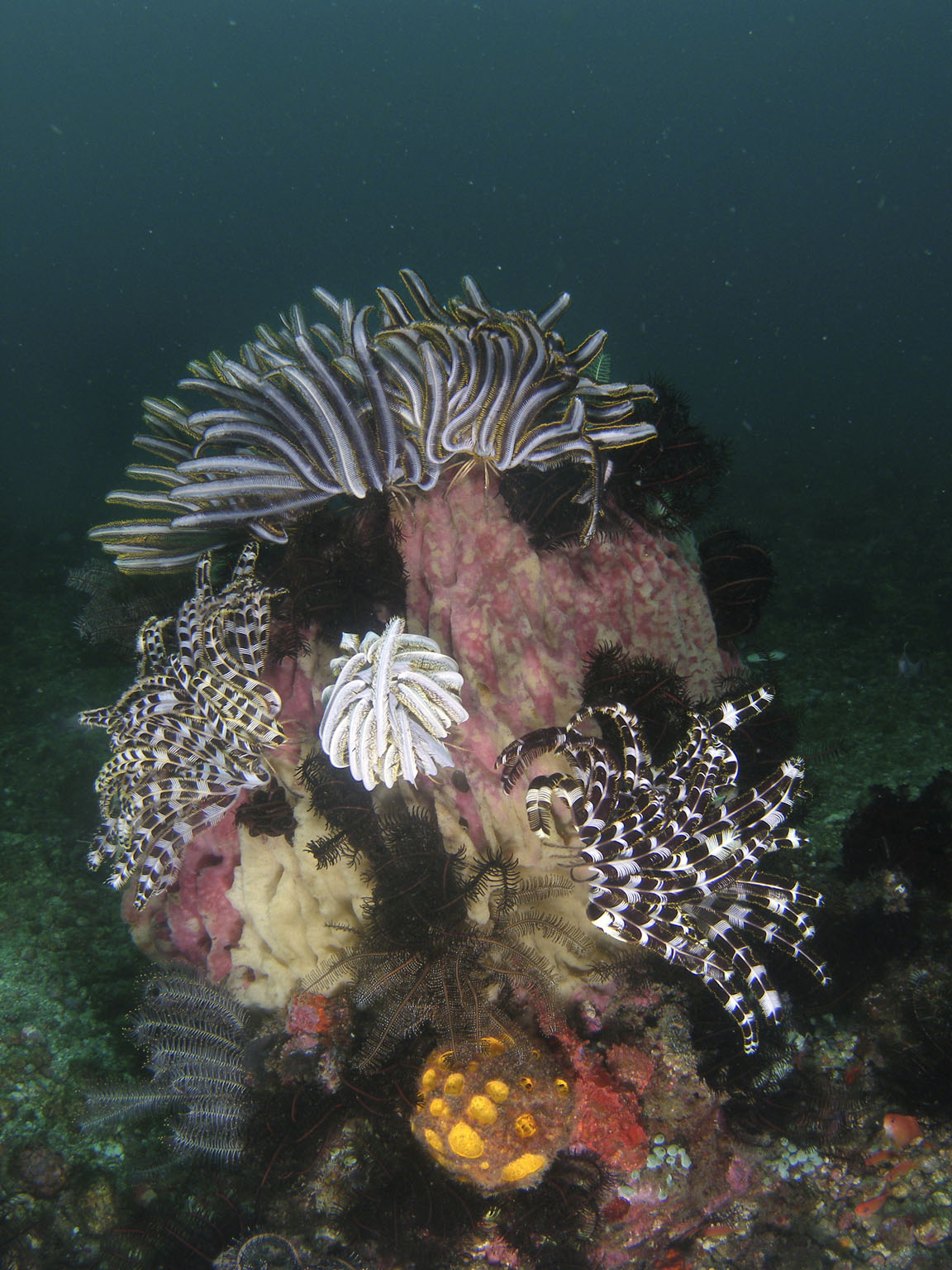 crinoids_and_sponges