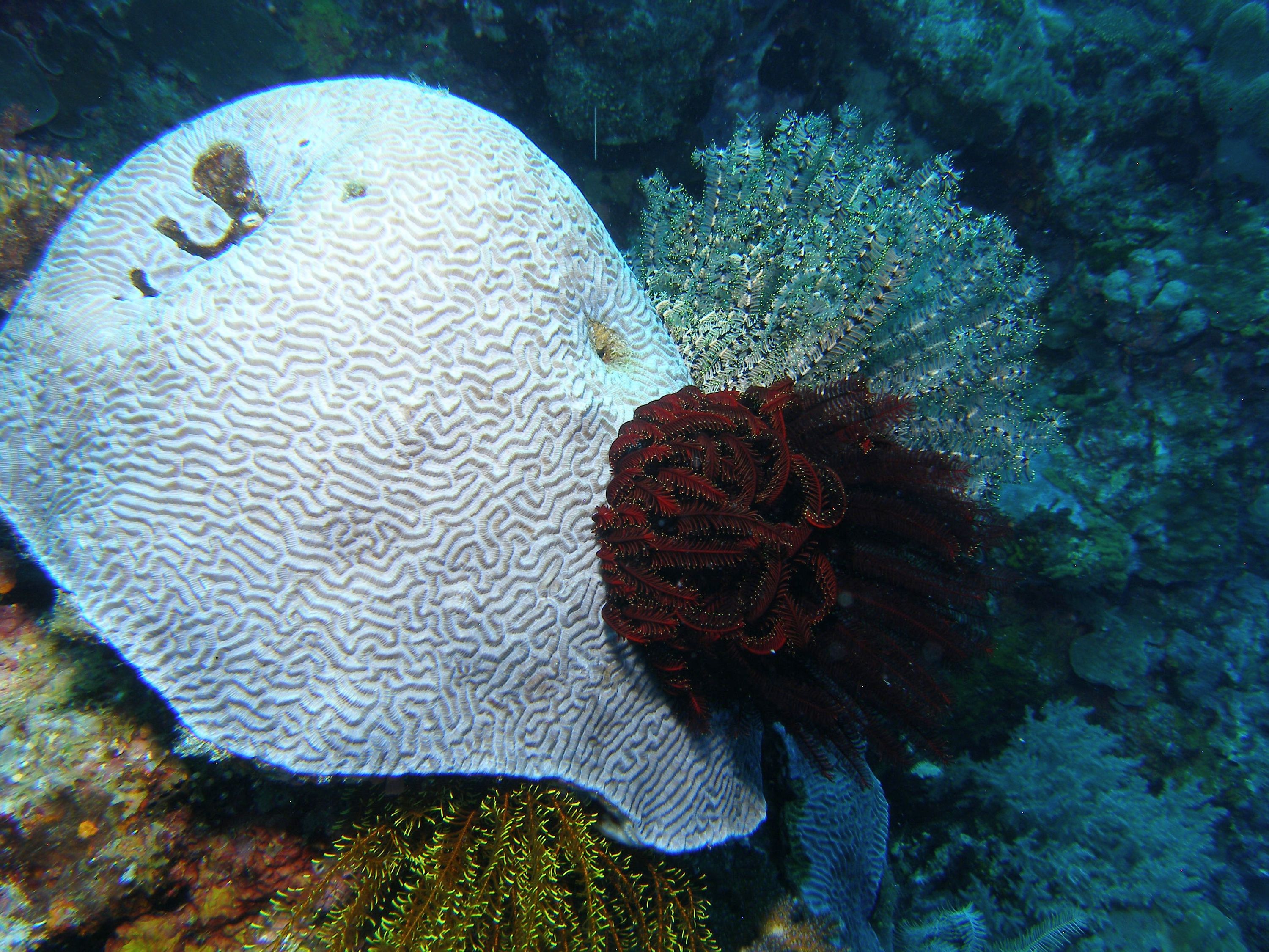 Crinoids_Cabilao