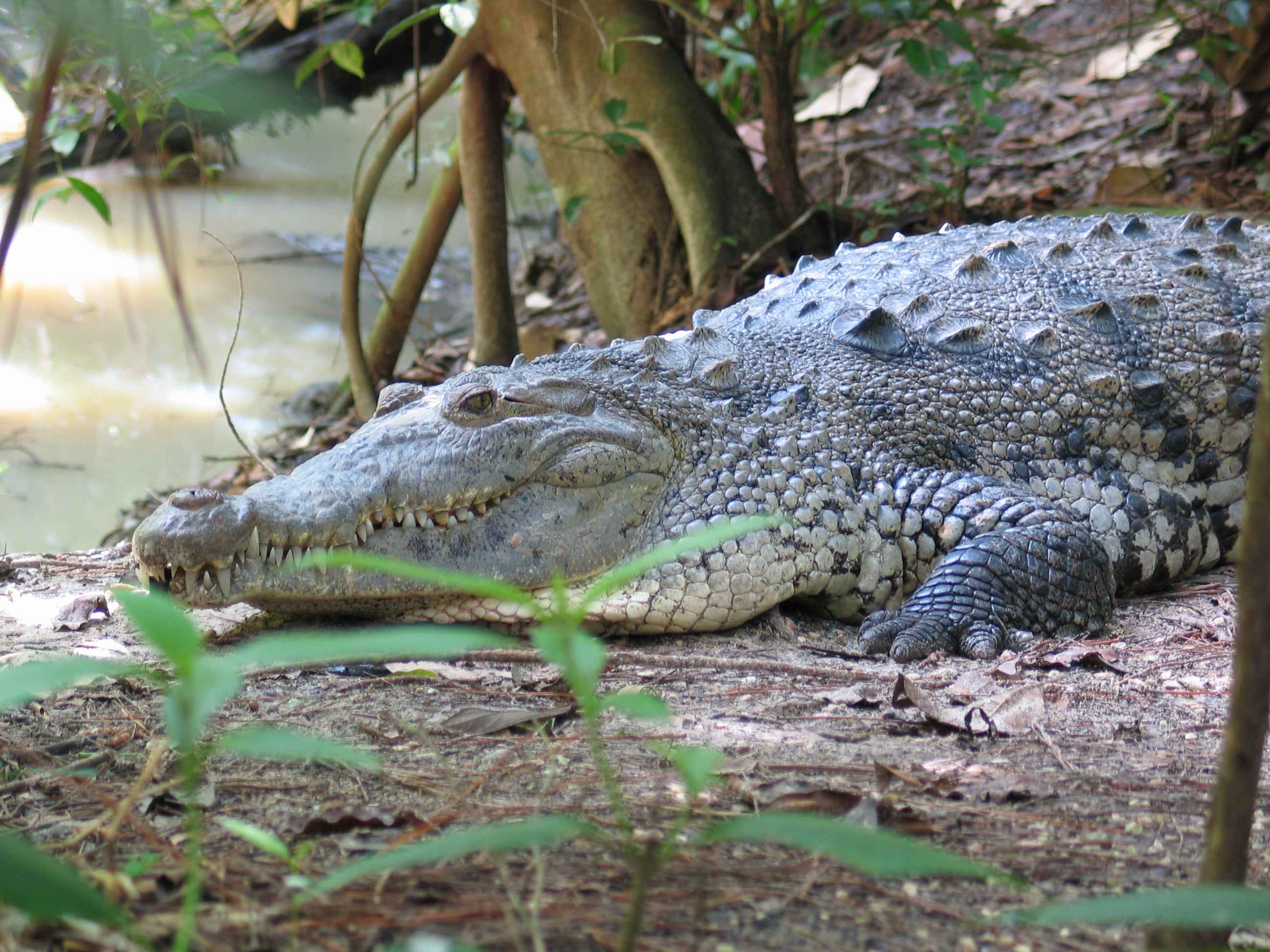 Crocodile at the Belize Zoo '07