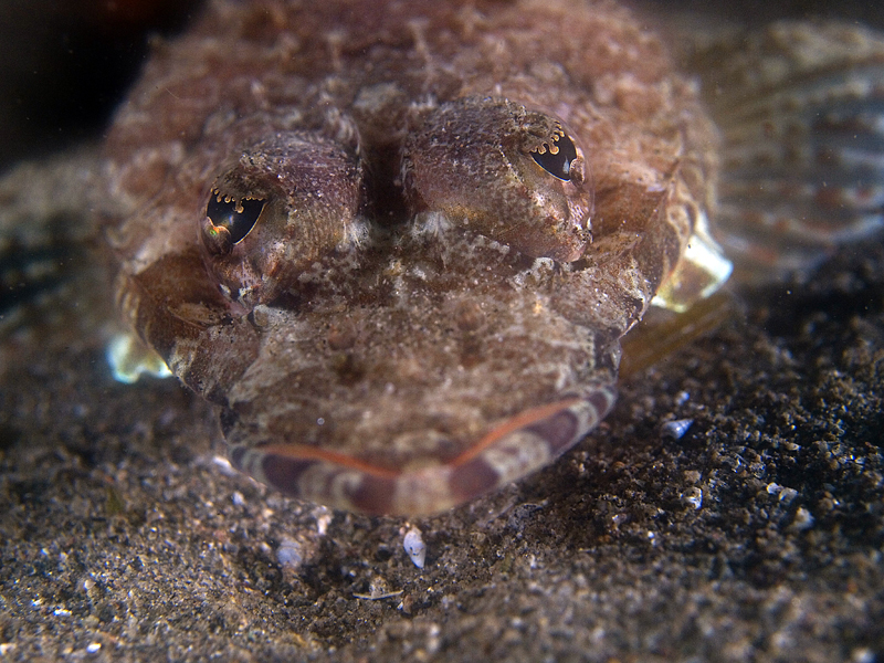 crocodile eyes