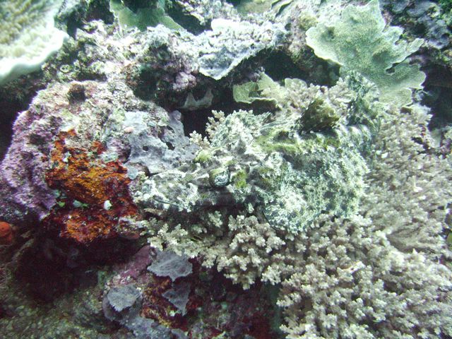 Crocodile Fish...  Can you find me?