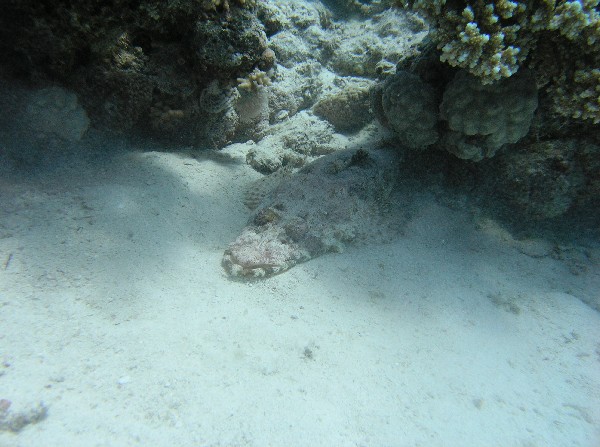 Crocodile Fish - Red Sea