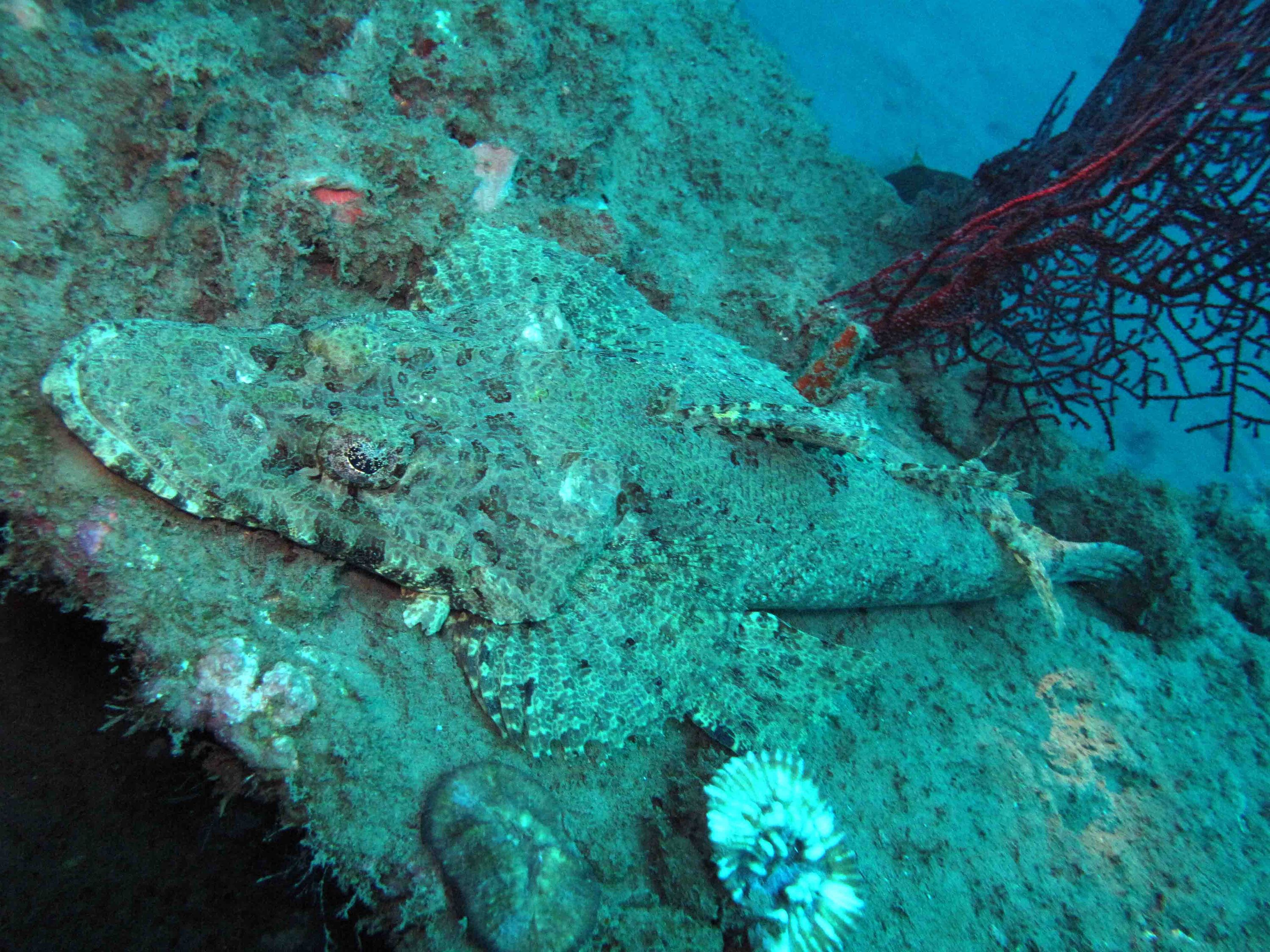 crocodile fish