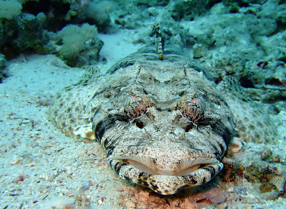 Crocodile fish