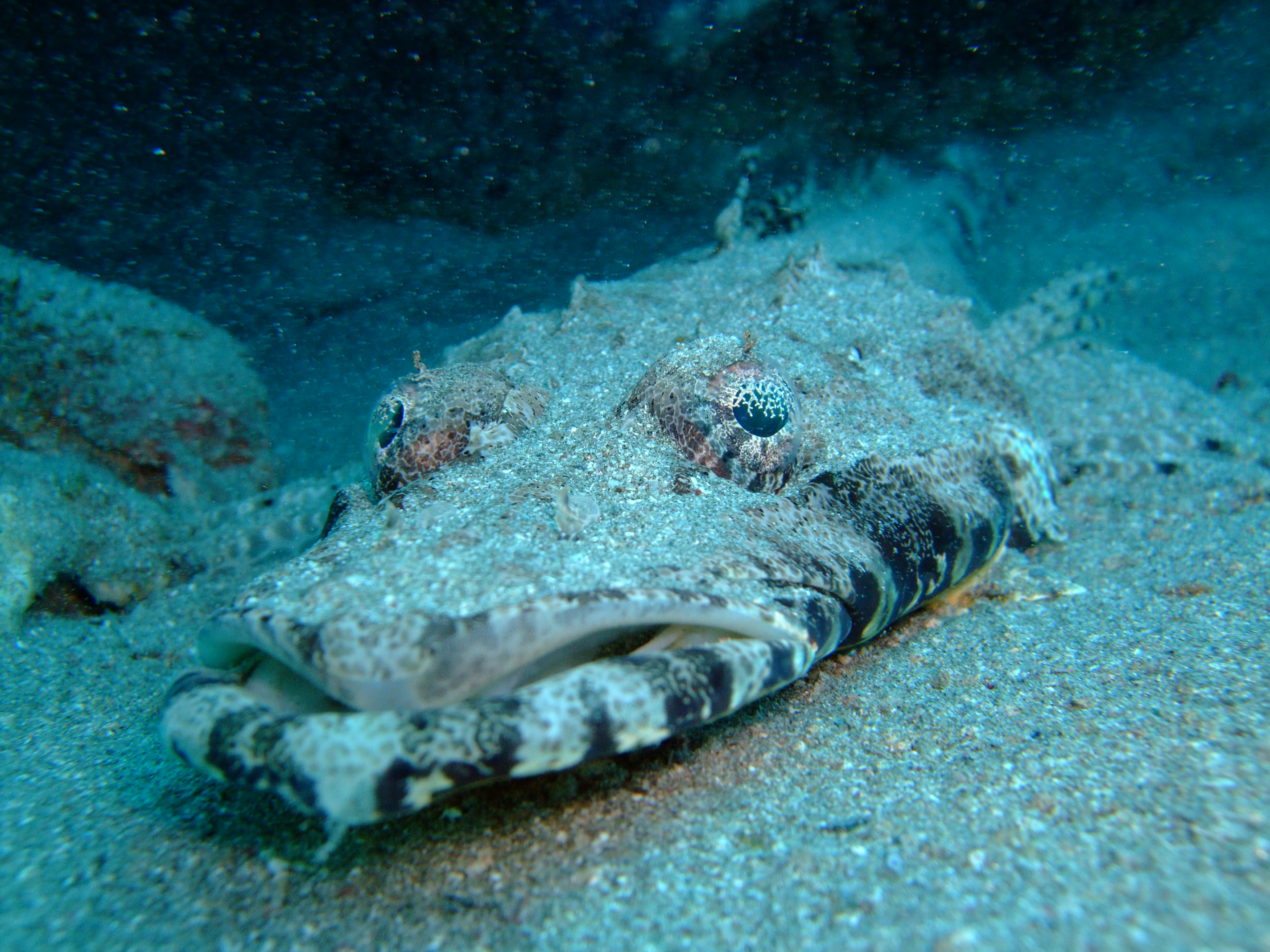 Crocodile fish