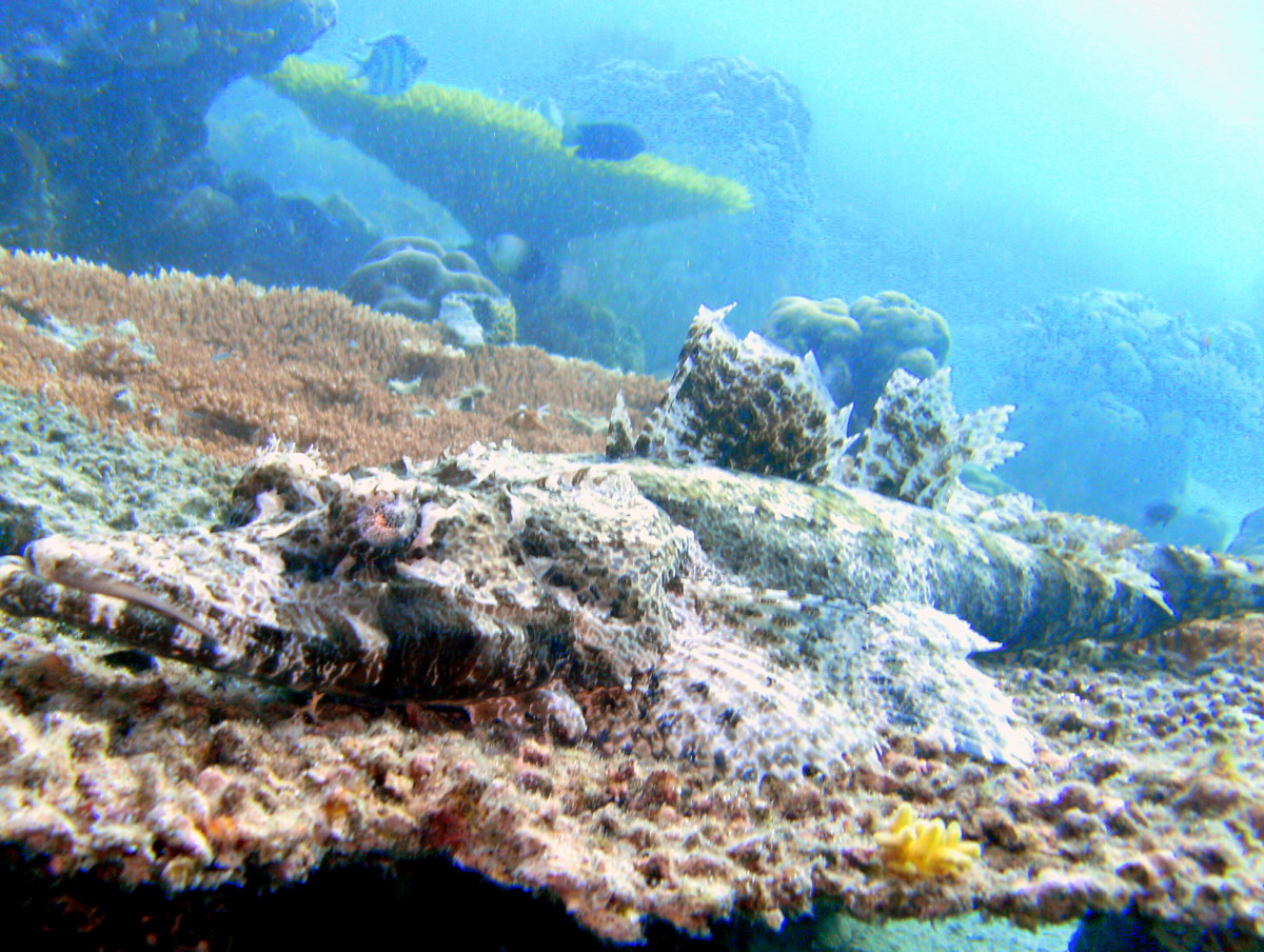 Crocodile Fish