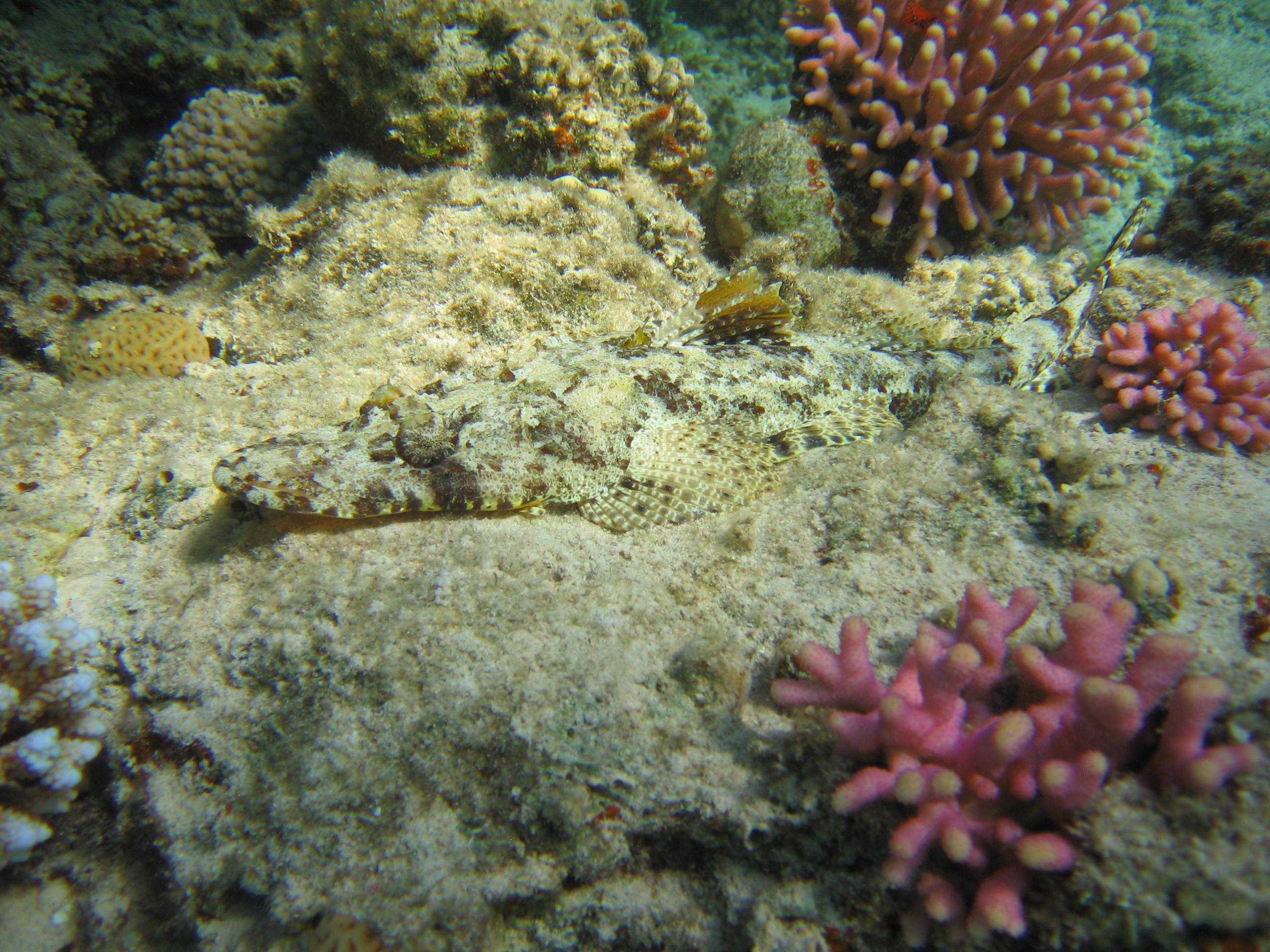 crocodile fish