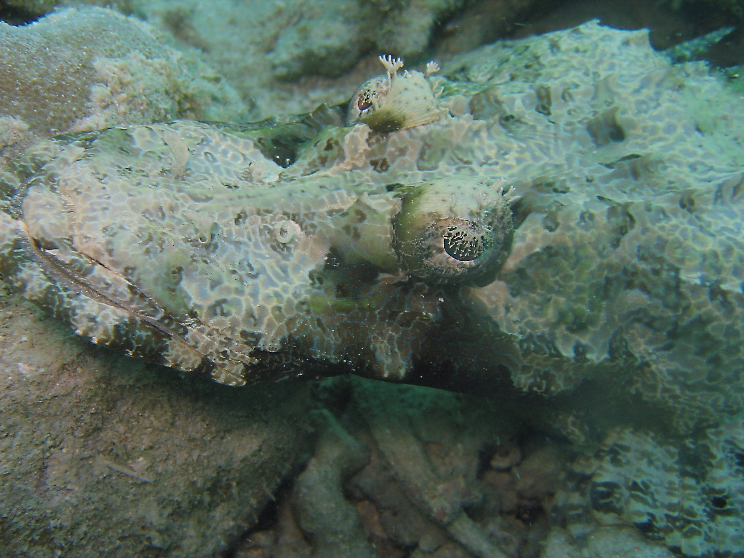 Crocodile Fish