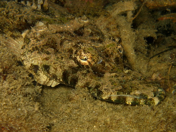 Crocodile Fish