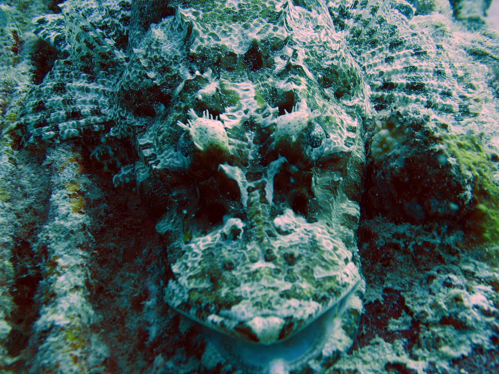 Crocodile fish