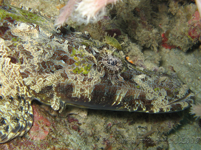 crocodile flathead