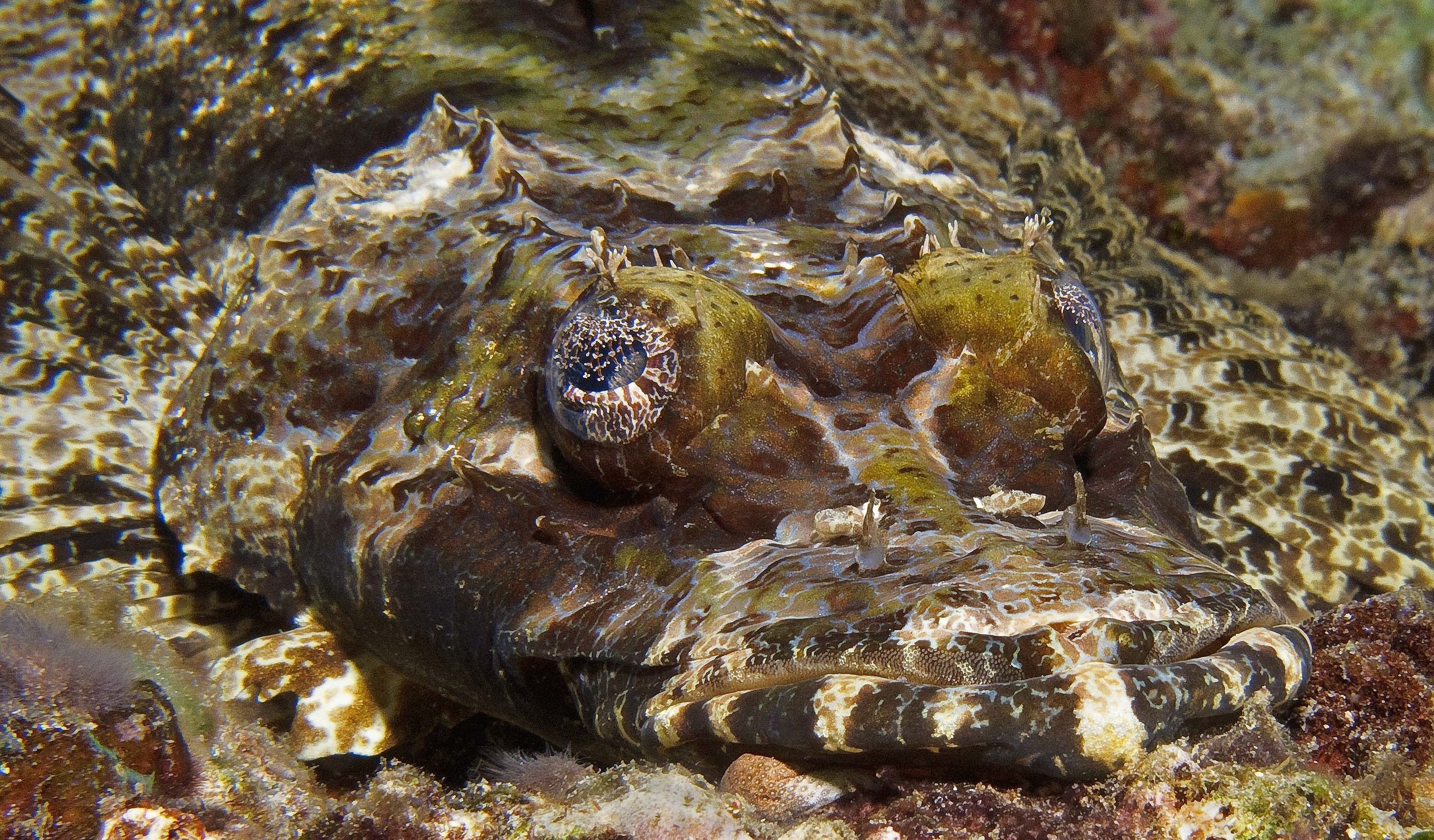 Crocodile Flathead