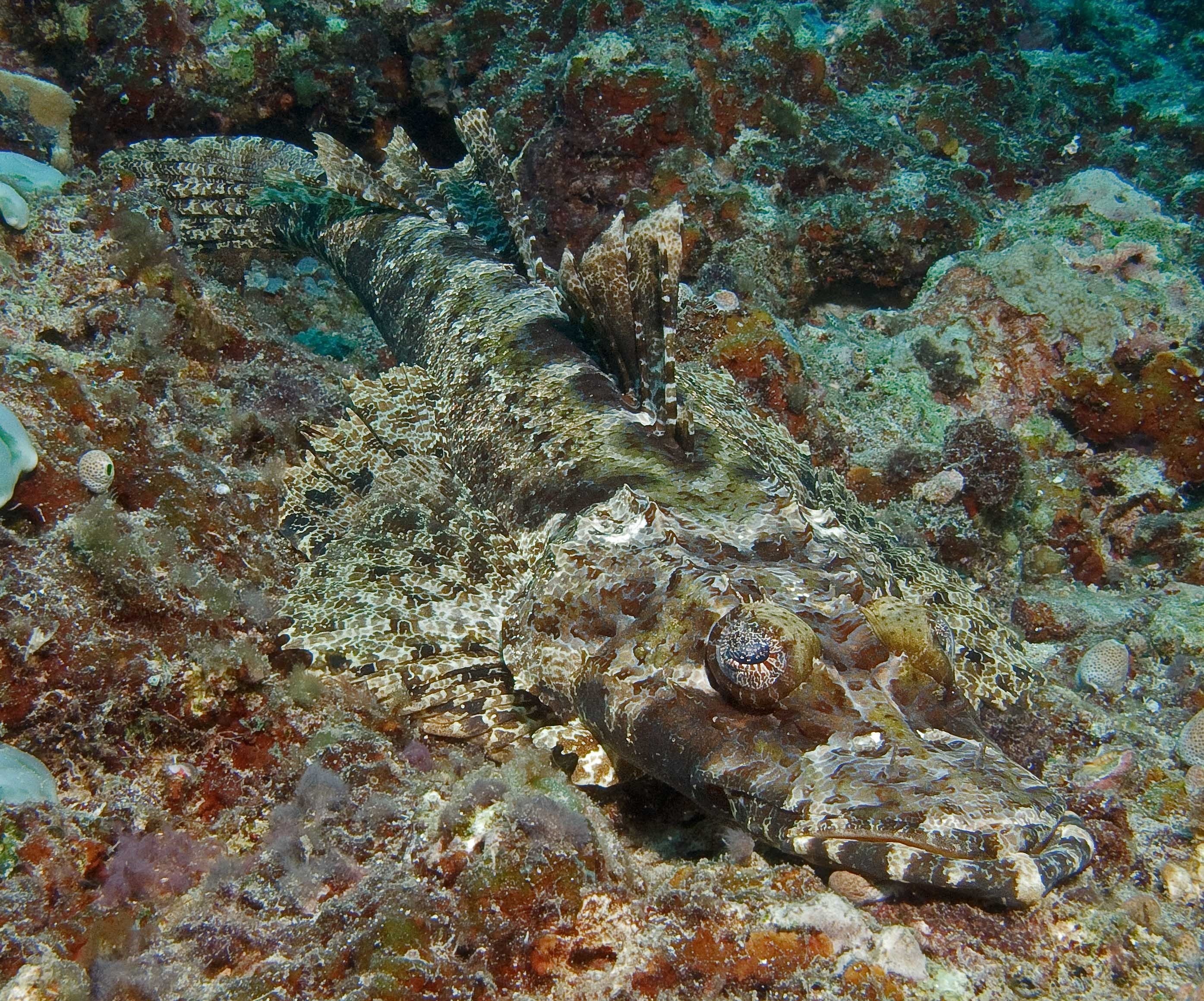 Crocodile Flathead