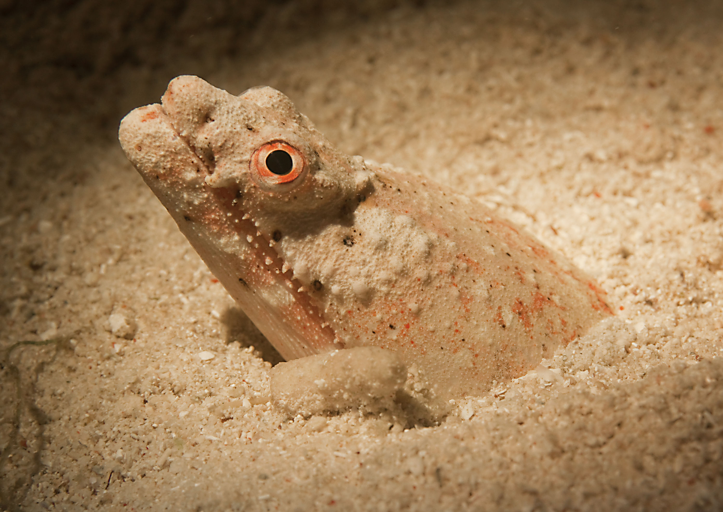 Crocodile Snake Eel