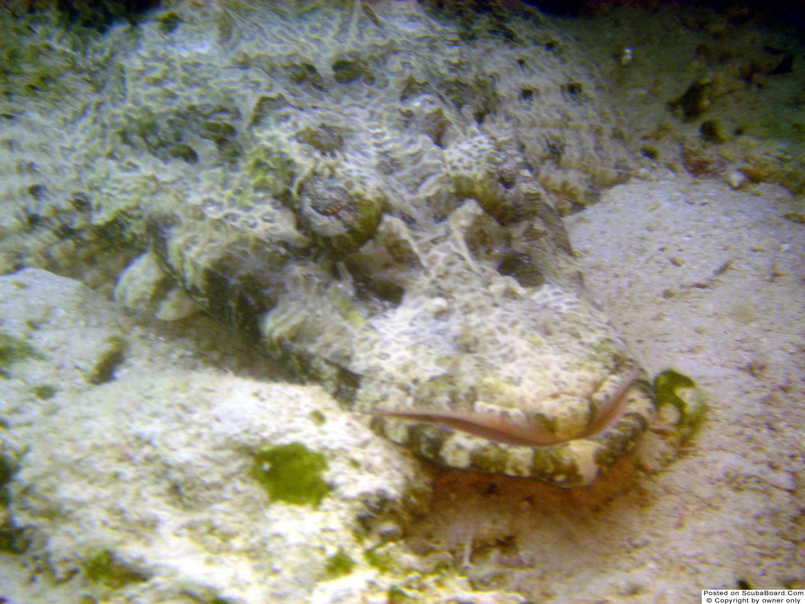 Crocodilefish @ Kapalai