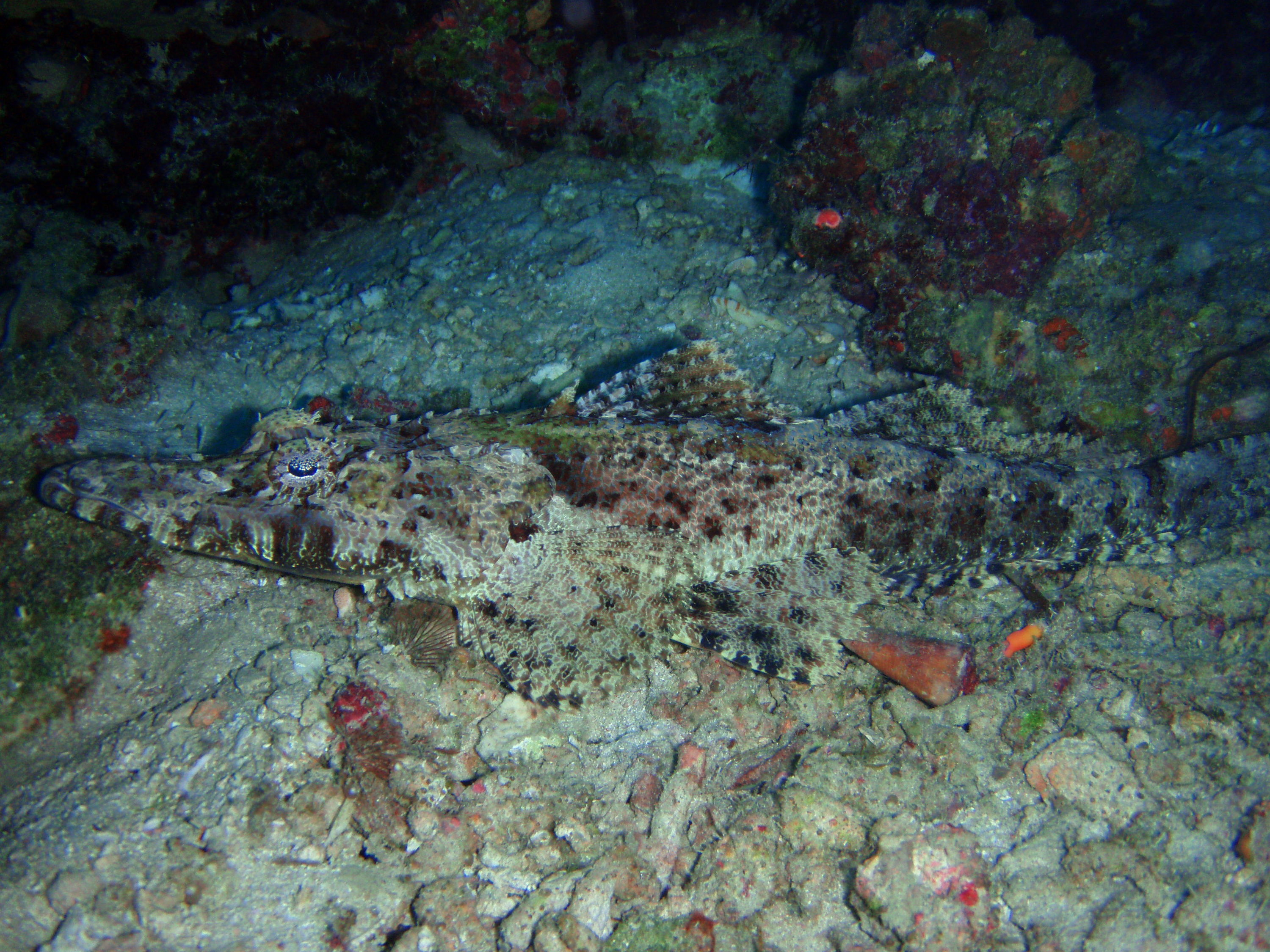 Crocodilefish