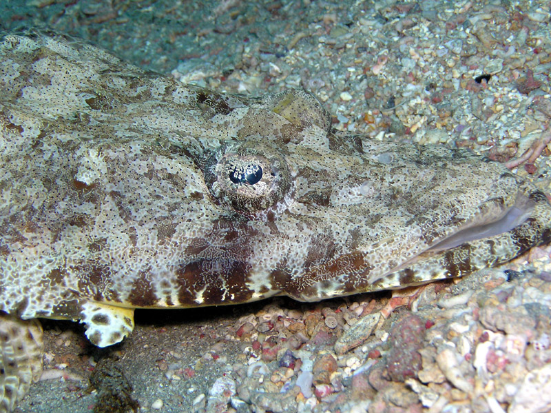 crocodilefish1