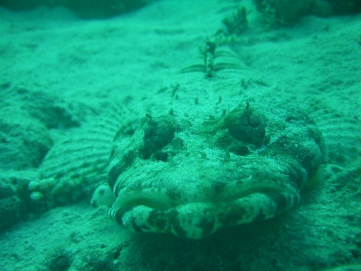 crocodilefish_-_Sharm