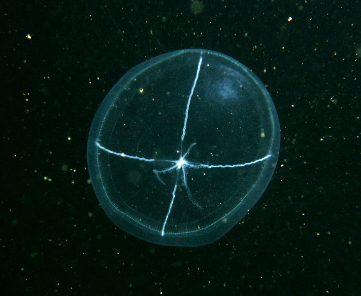 Cross Jellyfish