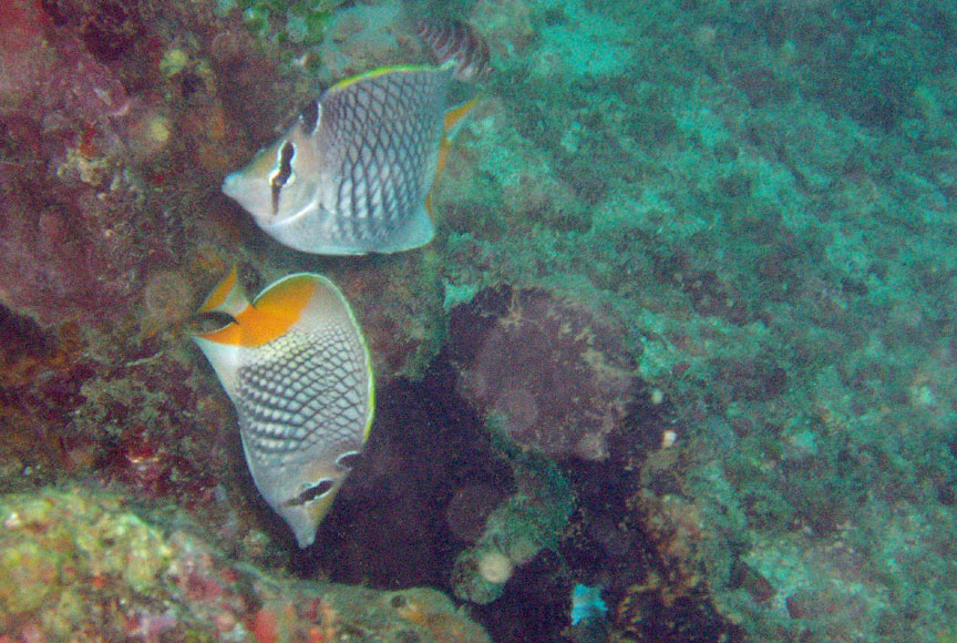 Crosshatch Butterflyfish