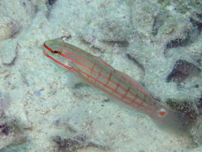 Crosshatch Goby