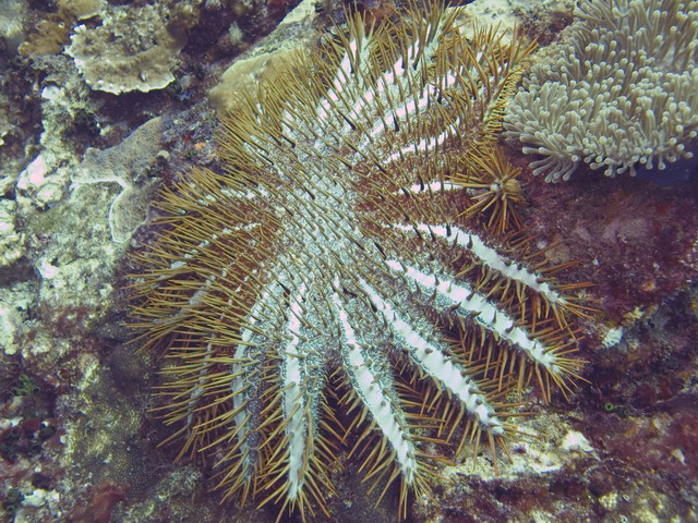 Crown of Thorm Starfish