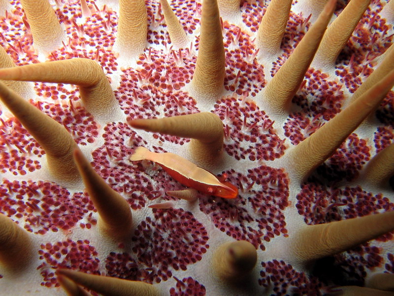 Crown of thorns Shrimp