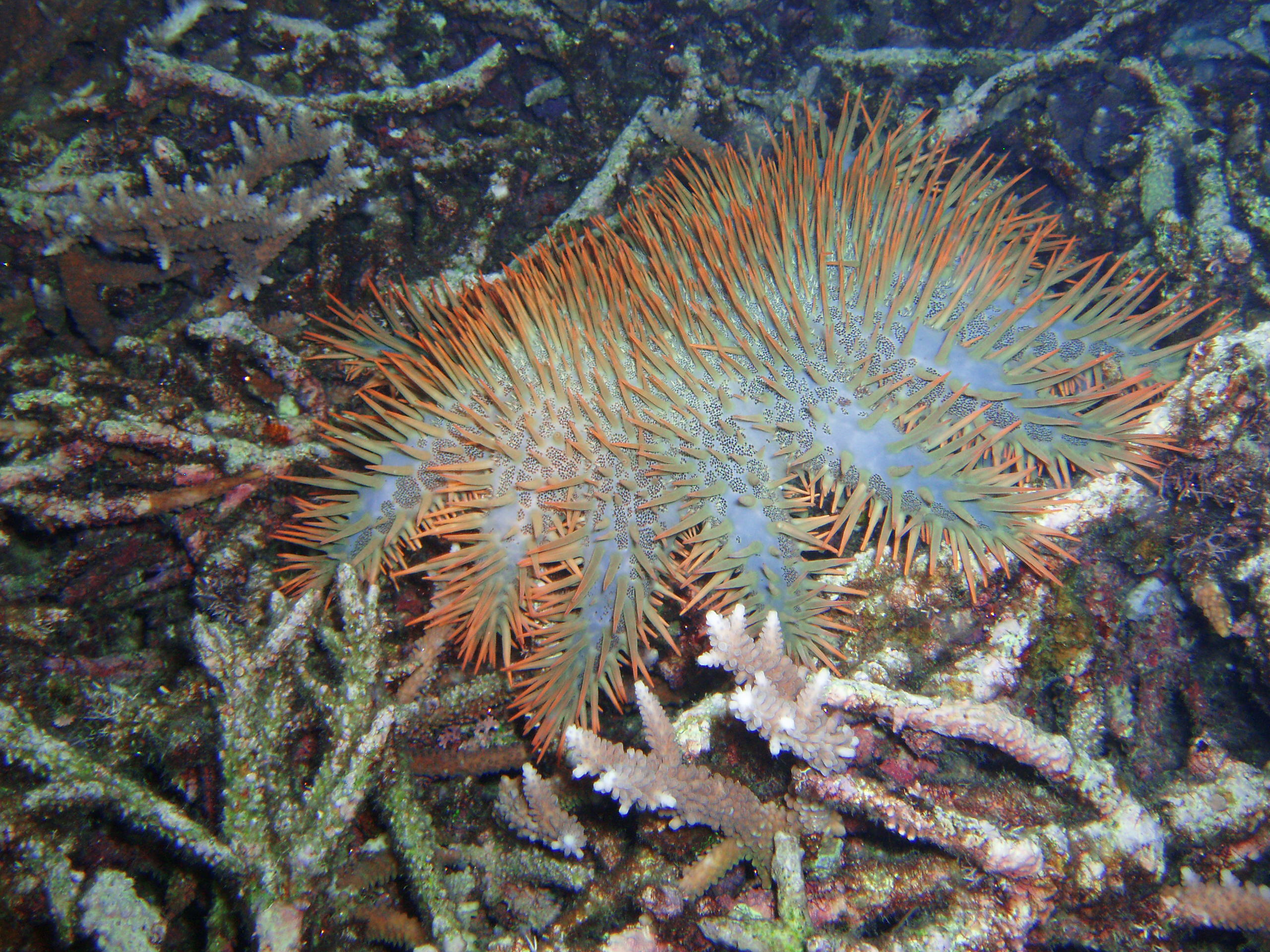 Crown of Thorns Starfish