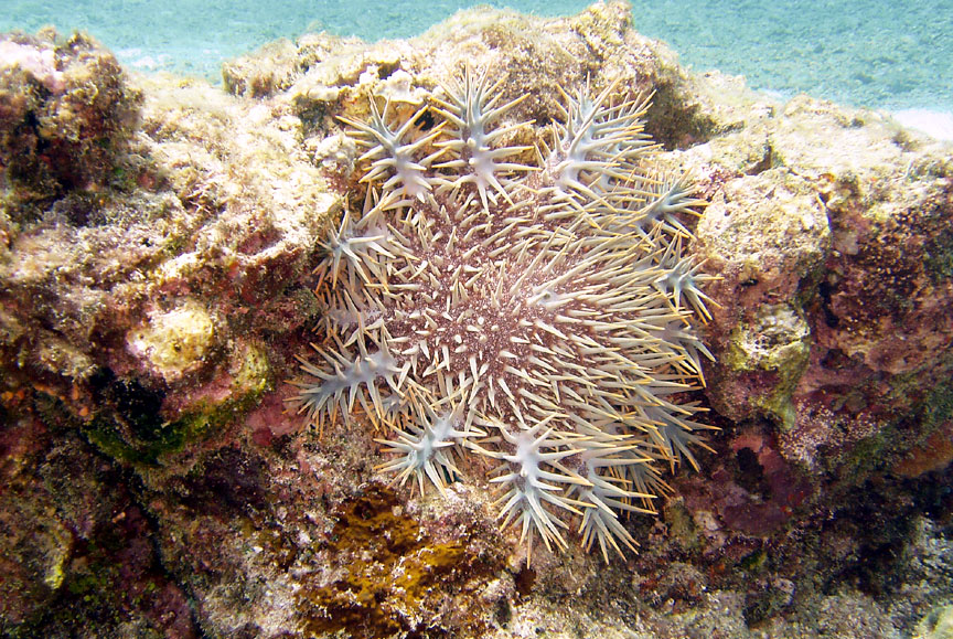 Crown of Thorns Starfish