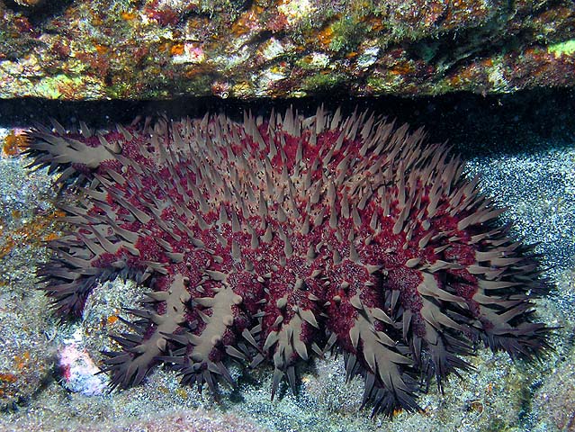 Crown of thorns