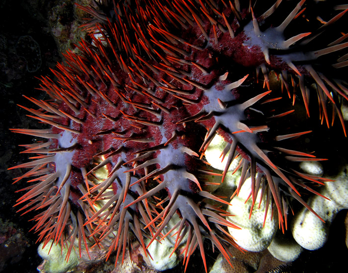 Crown of Thorns