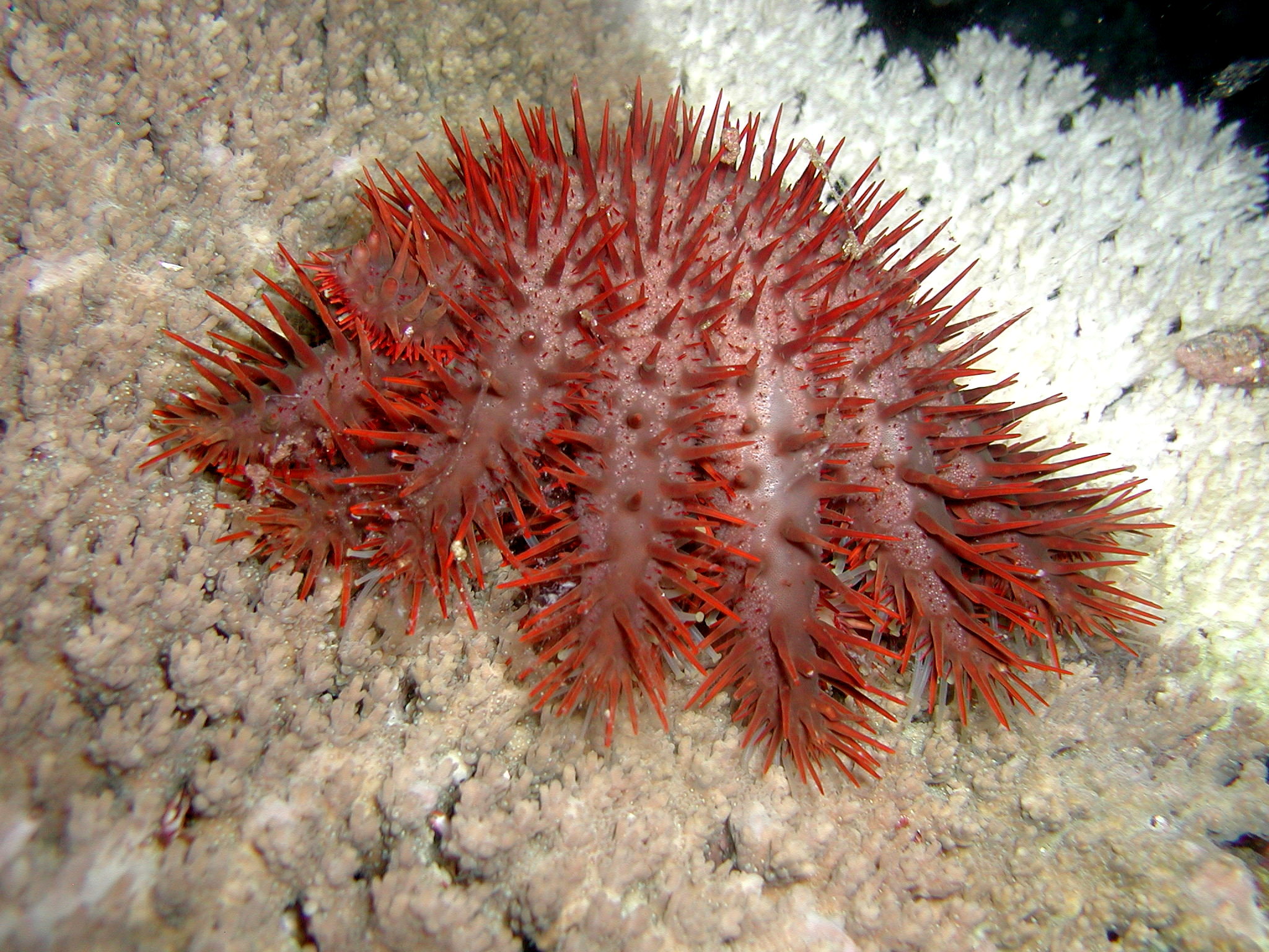 Crown of Thorns