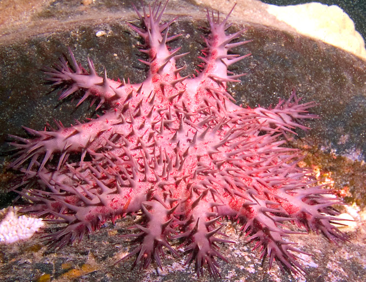 Crown_Of_Thorns_Starfish_PB040185