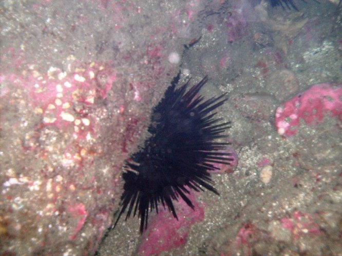 crowned sea urchin (Centrostephanus coronatus)