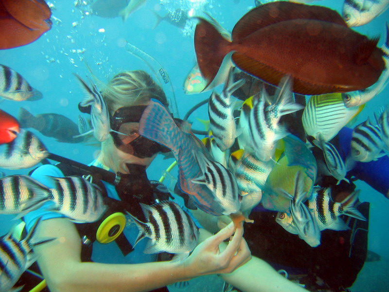 Crystal feeding fish