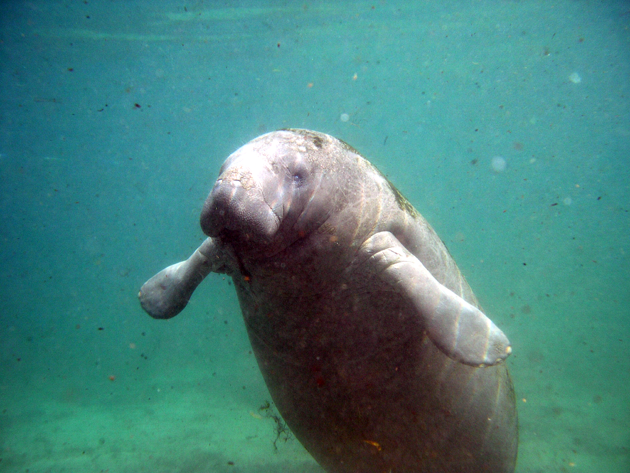 Crystal river baby manatee photo by Jesse L.