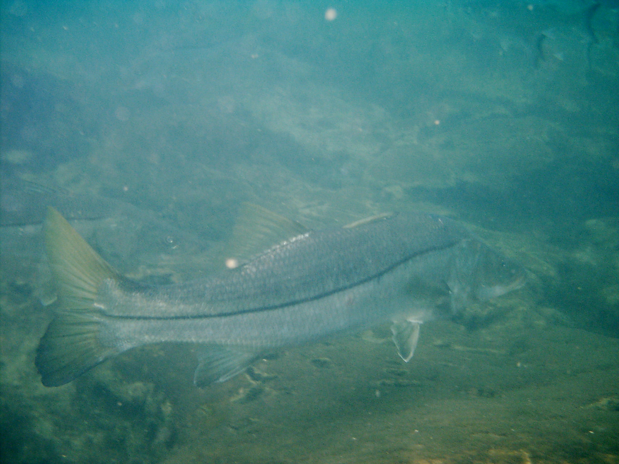 Crystal River Snook