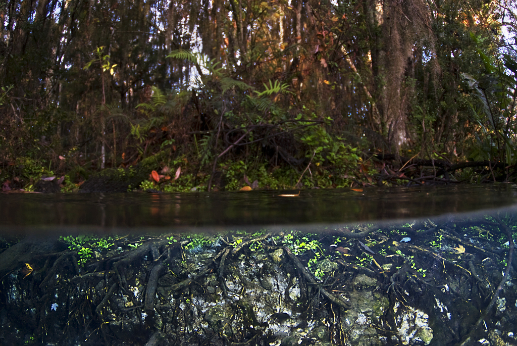 Crystal_River_Florida_01_2008_019