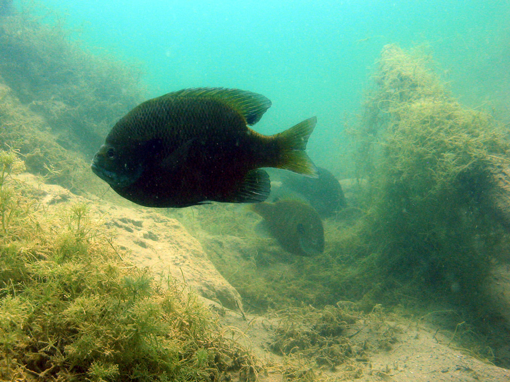 CSSP Sunfish 07-04-08