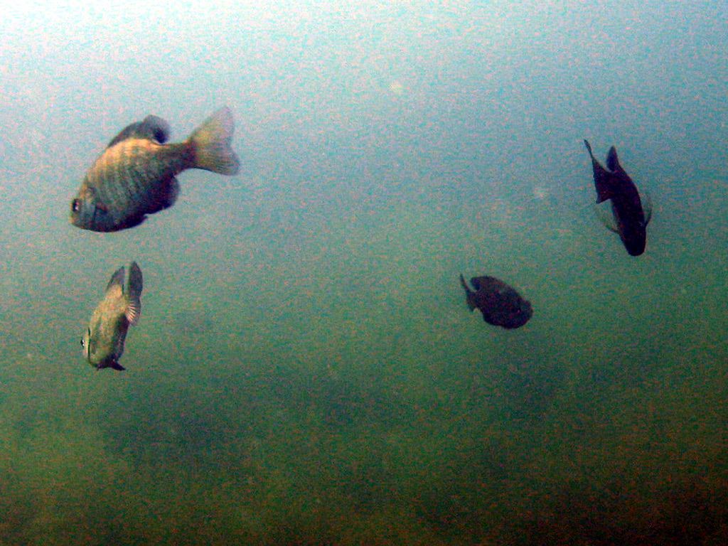CSSP Sunfish 07-04-08