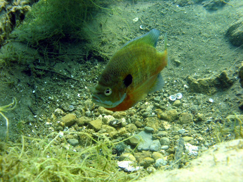 CSSP Sunfish Bed 07-04-08