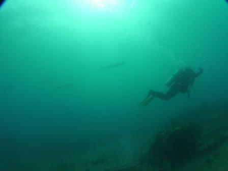 Cuca's on BenWood Wreck