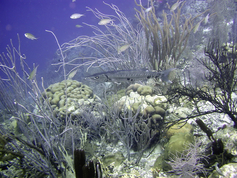 Cuda-Bonaire