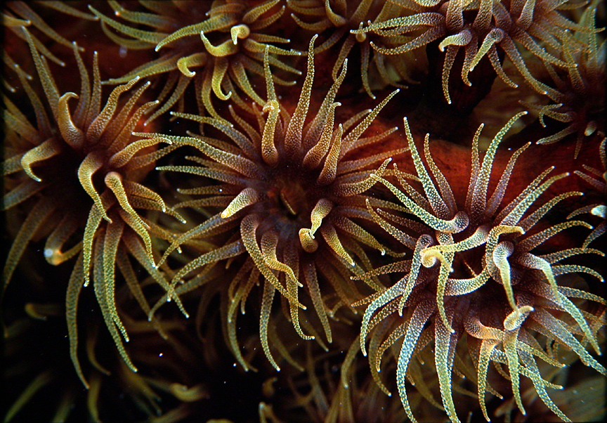 cup coral 2